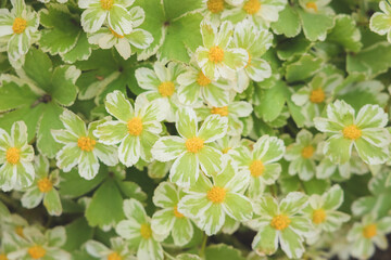 Green and yellow Helleborus argutifolius flowers in Spring.