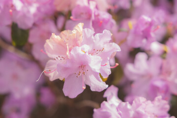 Selective focus close-up of vibrant colourful delicate pink Rhododendron praecox grex flowers in Spring.