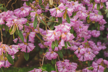 Vibrant colourful delicate pink Rhododendron rirei flowers in Spring.