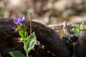 Close up of blue lungwort flower with copy space, also called Pulmonaria officinalis or Lungenkraut