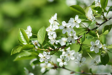 Lush spring cherry blossom tree. Branch with white cherry flowers on a background of green foliage on a sunny day. Selective focus.