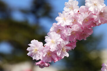 満開のエドヒガンザクラの接写