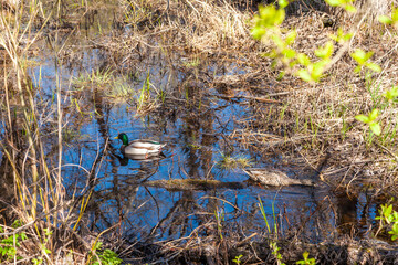 Russia. May 6, 2019. A duck and a drake swim in a pond.