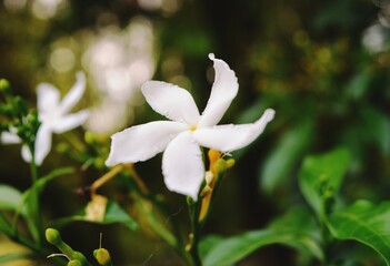 white flowers in the forest