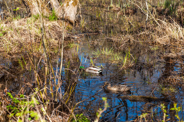 Russia. May 6, 2019. A duck and a drake swim in a pond.