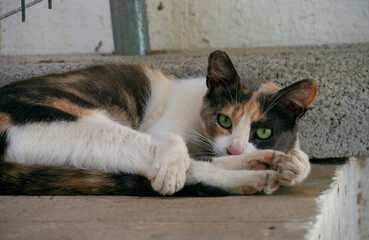wilde straßenkatze, getiegerte katze, herrenloses haustier, hungrig und obdachlos, ausgesetzt und verwildert, tierschutz, tierheim