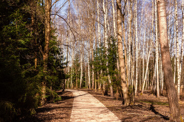 Fototapeta premium Zalew Czapielówka w Puszczy Knyszyńskiej, Podlasie, Polska