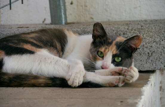 wilde stra&radic;&uuml;enkatze, getiegerte katze, herrenloses haustier, hungrig und obdachlos, ausgesetzt und verwildert, tierschutz, tierheim