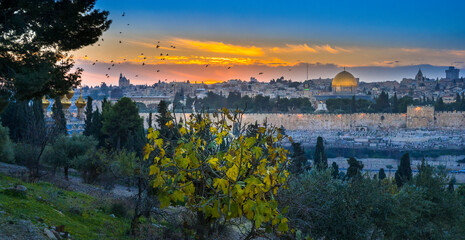 Fototapeta premium Beautiful autumn sunset over the Old City Jerusalem, with Dome of the Rock, Golden Gate and birds flying over the Russian Orthodox church of Mary Magdalene seen over fall tree on Mount of Olives