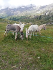Naklejka premium Donkeys