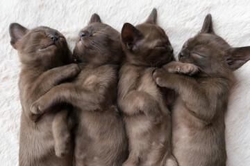four burmese kittens sleep on the couch