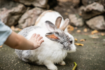 Baby hand touching and stroking rabbit. the child is in contact with the pet rabbit. Education outside of school Concepts.