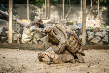 Large Tortoises making love, mating. Animal wildlife concepts.