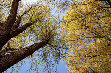 Cimes d'arbres