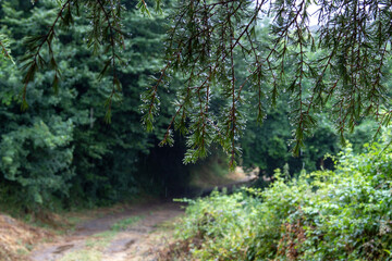 Rain in the summer forest. In the foreground are coniferous branches with water drops.