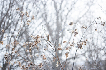 Thorns of a large bush of burdock on a background of trees