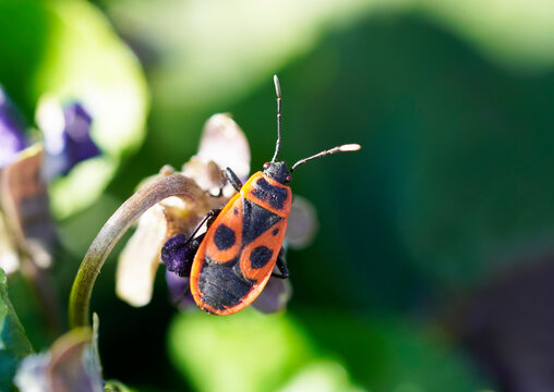 Fire beetle, Pyrochroidae sits on a plant. Macro photography of insects. Red black back.