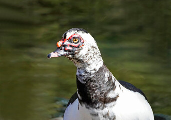 Close up of a goose with a hump and black and white plumage. Waterfowl.