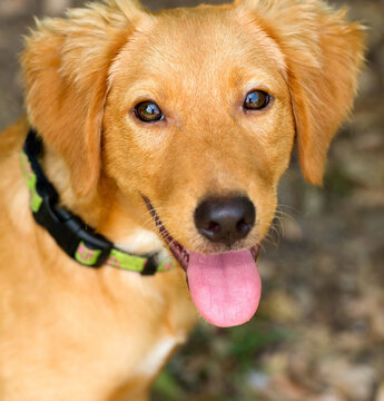 Dog Happy Tongue Vertical