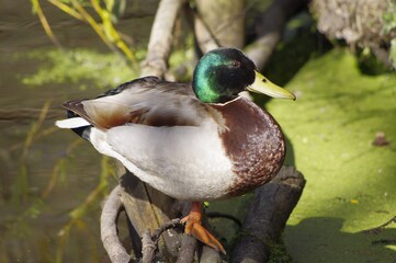 Canard du parc de Bréquigny