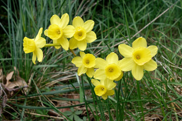 Rush-leaf jonquil (Narcissus assoanus) - Pyrenees Orientaless, France