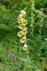 Large yellow foxglove (Digitalis grandiflora) - Mercantour National Park, Alps, France © André LABETAA