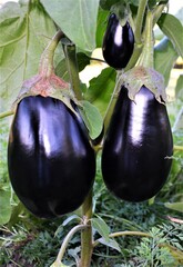 Ripe eggplant growing on the vine in a garden.