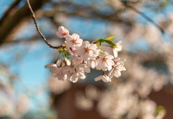 Obraz premium Cherry blossums against a blue sky