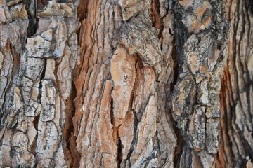 Closeup of the bark of a Ponderosa Pine tree Pinus ponderosa