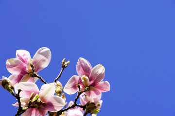 Zarte rosa Blüten eines Magnolienbaums. Zweig einer Magnolie mit strahlend blauen Himmel im Hintergrund. Blühende Pflanzen im Frühling.