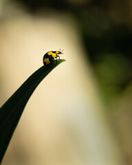 Shiny Yellow ladybug with black spots on its back crawling up the leaf, with out of focus bright background. Vertical format.