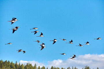 Flock of birds against blue sky