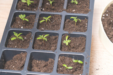 marigold seedlings cultivation and dipping, the process of marigold dipping