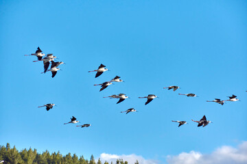 Obraz premium Flock of birds against blue sky
