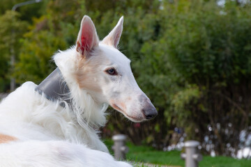 Portrait Dog Russian greyhound