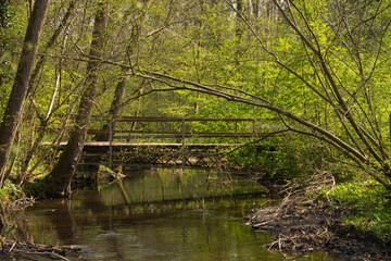 Grand Ried im Elsass  im Frühling