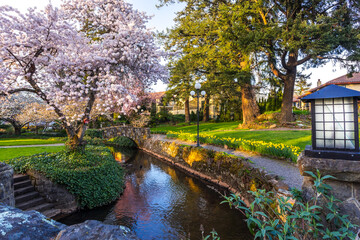 Fototapeta na wymiar Beautiful urban park in blooming season in golden hour