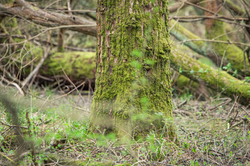 A tree in the forest, early spring season in England