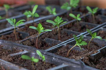 one small bright light green young plant in focus surrounded with sprouts rows, seedling plugs in black plastic boxes, trays. Spring plug flowers growing. Seed marigold starting, four leaves