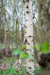 Obraz premium A tree in the forest, early spring season in England