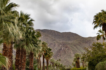 Palm Trees Lining a Side Street off of Palm Canyon Drive Looking towards the San Jacinto Mountains in Palm Springs, California, USA
