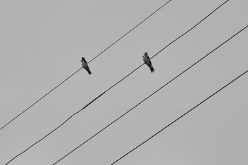 Hirondelles sur des fils electriques . © Richard