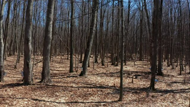 Maple Trees in Spring 4k Aerial Drone Passes By Showcasing Pails Collecting Sap for Production of Maple Syrup