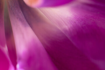 Background made of part of violet tulip flower petals. Macro photo of floral backdrop