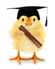 Cute chick graduate bachelor with diploma funny conceptual photo
