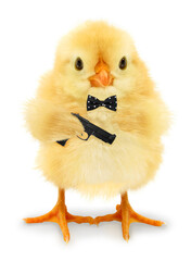 Cute cool chick secret agent spy with gun funny conceptual image - obrazy, fototapety, plakaty