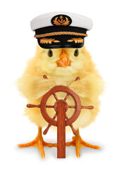 Cute cool chick ship captain with wooden rudder funny conceptual image