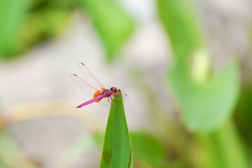 dragonfly Trithemis aurora in Macao