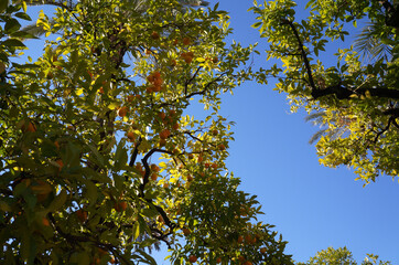 Orange tree with blue sky in the background