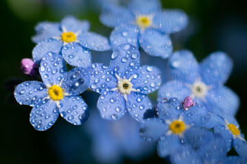 Closeup of Myosotis sylvatica also known as forget-me-not, tiny blue flowers on a blurred background. Macro photo